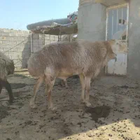 قوچ کار