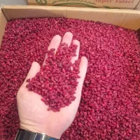 پخش بدون واسطه زرشک