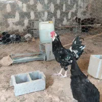 خروس گلین