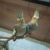 طوطی عروس هلندی مولد سینامون خاکستری(فوری)و لوتینو