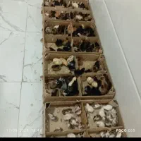 دستگاه جوجه کشی