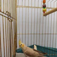 طوطی عروس زیبا