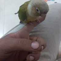 گرینچیک سالم و سرحال