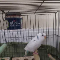 مرغ عشق مولد