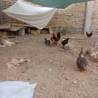 مرغ و خروس گلین و جوان