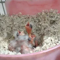 جوجه سهره قناری