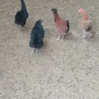 سه عدد بوقلمون ۵تا مرغ