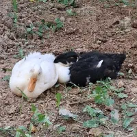 یک جفت اردک