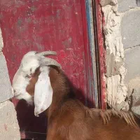 کهره نر۹ماهه سالم وسرحال