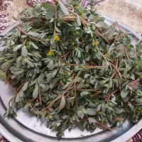 پرپینه تازه