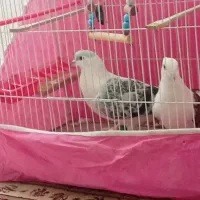 کفتر