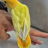 طوطی برزیلی رنگ خاص از پدر مادر وارداتی فول رام