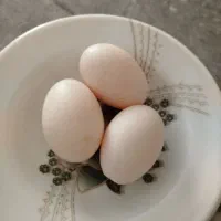 اردک ماده تخم گذار