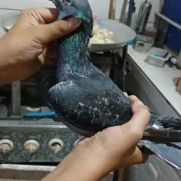 کبوتر