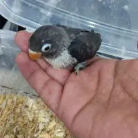 جوجه کوتوله برزیلی