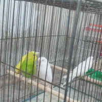 مرغ عشق|پرنده|ایذه, |دیوار