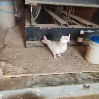 کبوتر