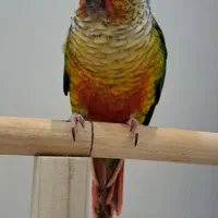 گرینچیک