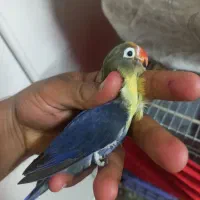 طوطی کوتوله برزیلی ماده فیشر