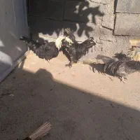 یک خروس و دوتا مرغ لهستای بفروش میرسد