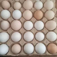 تخمی مرغ