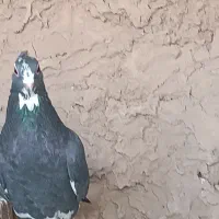 کفتر پلنگ
