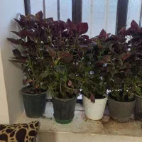 گل طبیعی ۴تاگلدون بیشتر نمونده بدو تا نبردنشون|گل و گیاه طبیعی|یاسوج, |دیوار