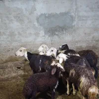 میش پلنگی پوست گاوی