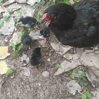 مرغ مادر به همراه جوجه