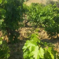 فروش باغ انگور  روستای پیرکاشان