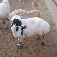 میش  قوچ بره