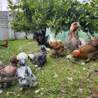 تخم مرغ نطفه دار سلطان