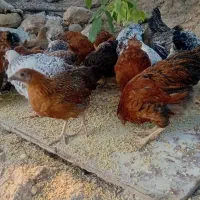 جوجه مرغ ۴ ماهه زیر قیمت ۴۵۰