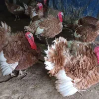 بوقلمون ‌نر