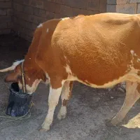گاو و گوساله نژاد جرسی