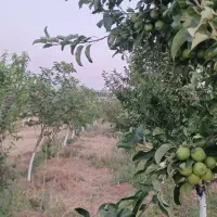 فروش باغ روستای بنک آباد روبروی صنایع دفاع