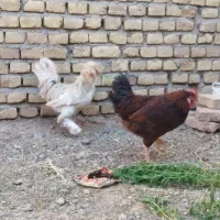 خروس