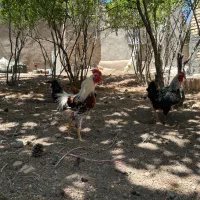 خروس محلی چاق و چله