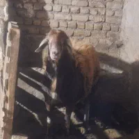 بره قوچ هترو