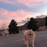 سگ گمشده