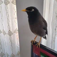مرغ مینا
