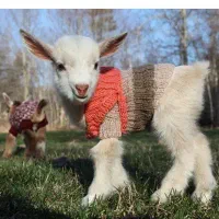 فروش گوسفند