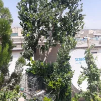 درخچه یاس هلندی ارتفاع۲متر