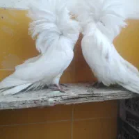 کبوترزینتی شامپیون جفت کبوتر