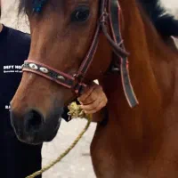 اسب مادیان عرب