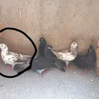 کفتر
