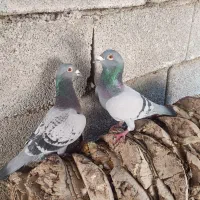 چند عدد کبوتر