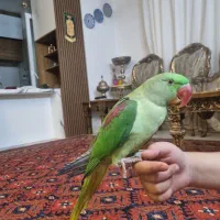 شاه طوطی نر یکساله