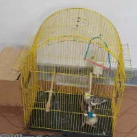 قفس پرنده بزرگ