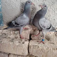 دو عدد جوجه المانی اصیل